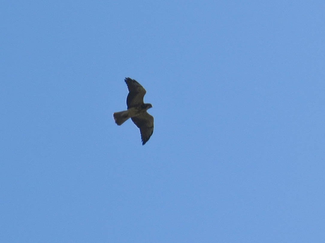 Swainson's Hawk - Jasmine Kay