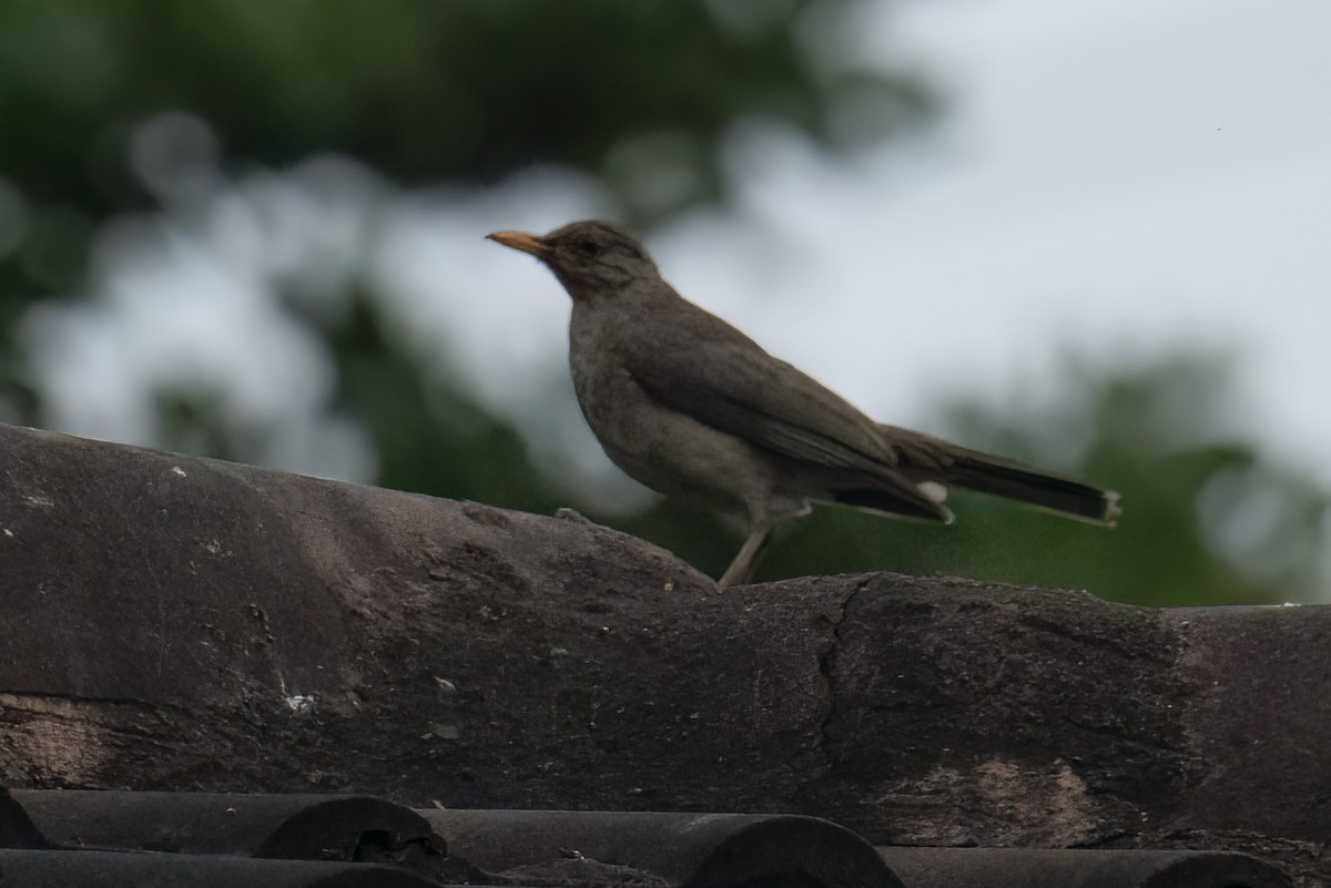 African Thrush - ML623329074