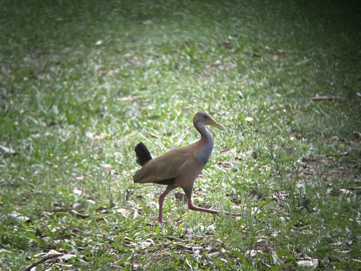 Giant Wood-Rail - ML623329076