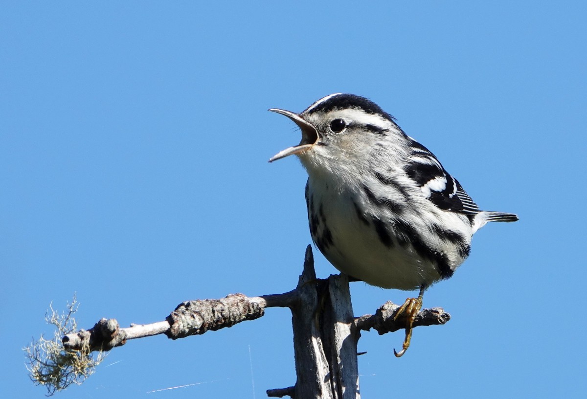 Black-and-white Warbler - ML623329088