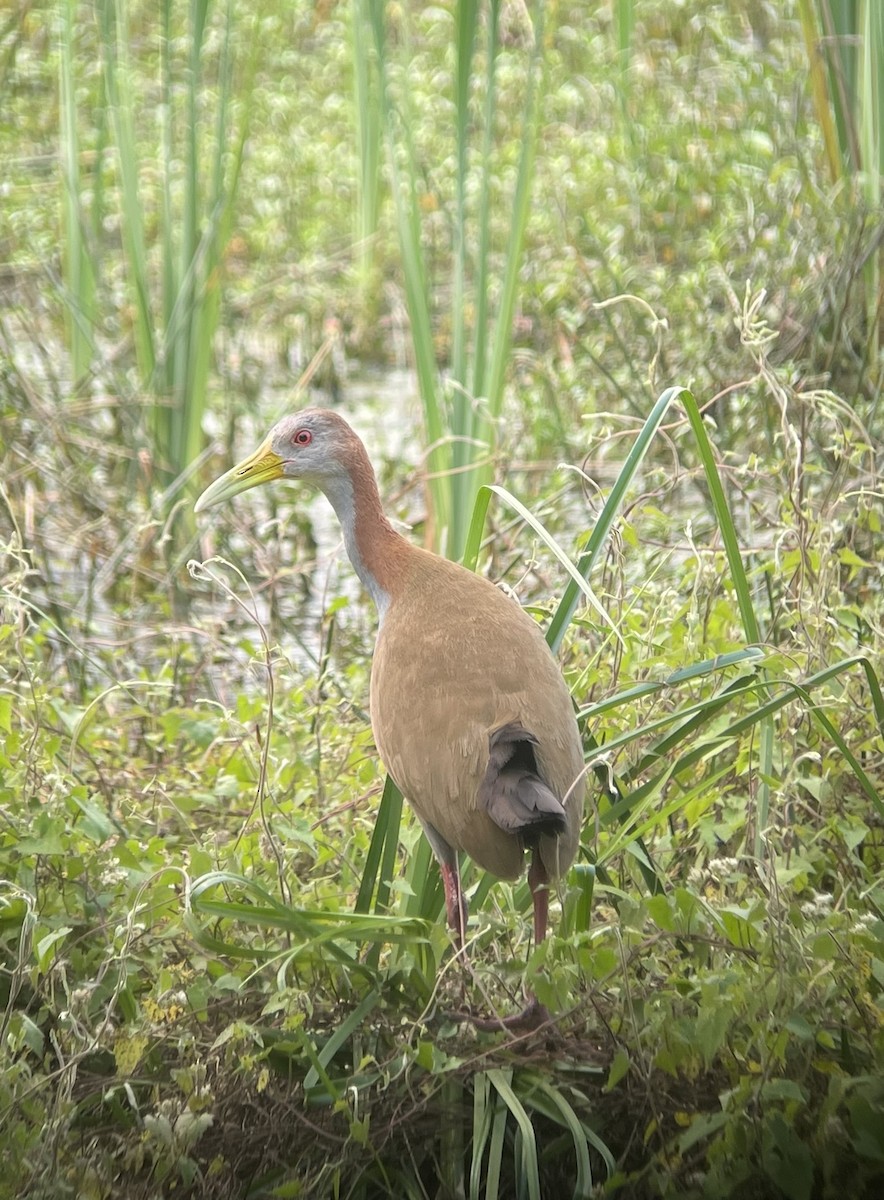 Giant Wood-Rail - ML623329089