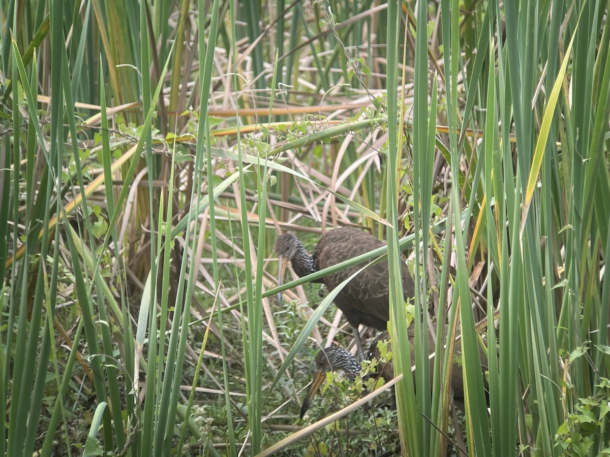 Limpkin - ML623329096