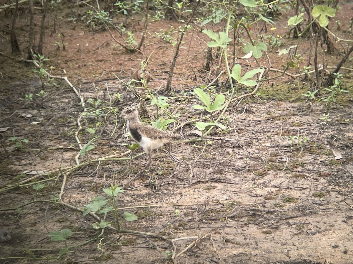 Southern Lapwing - ML623329111
