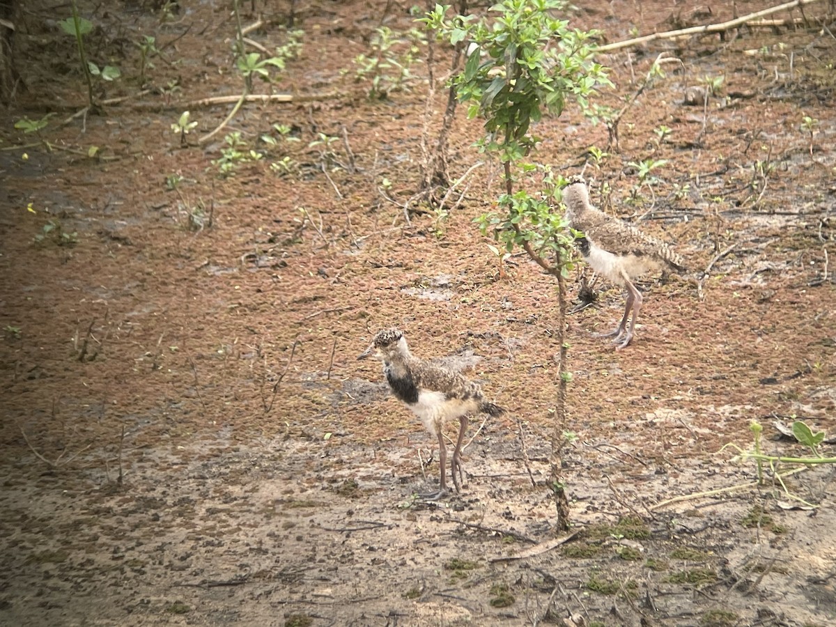 Southern Lapwing - ML623329114