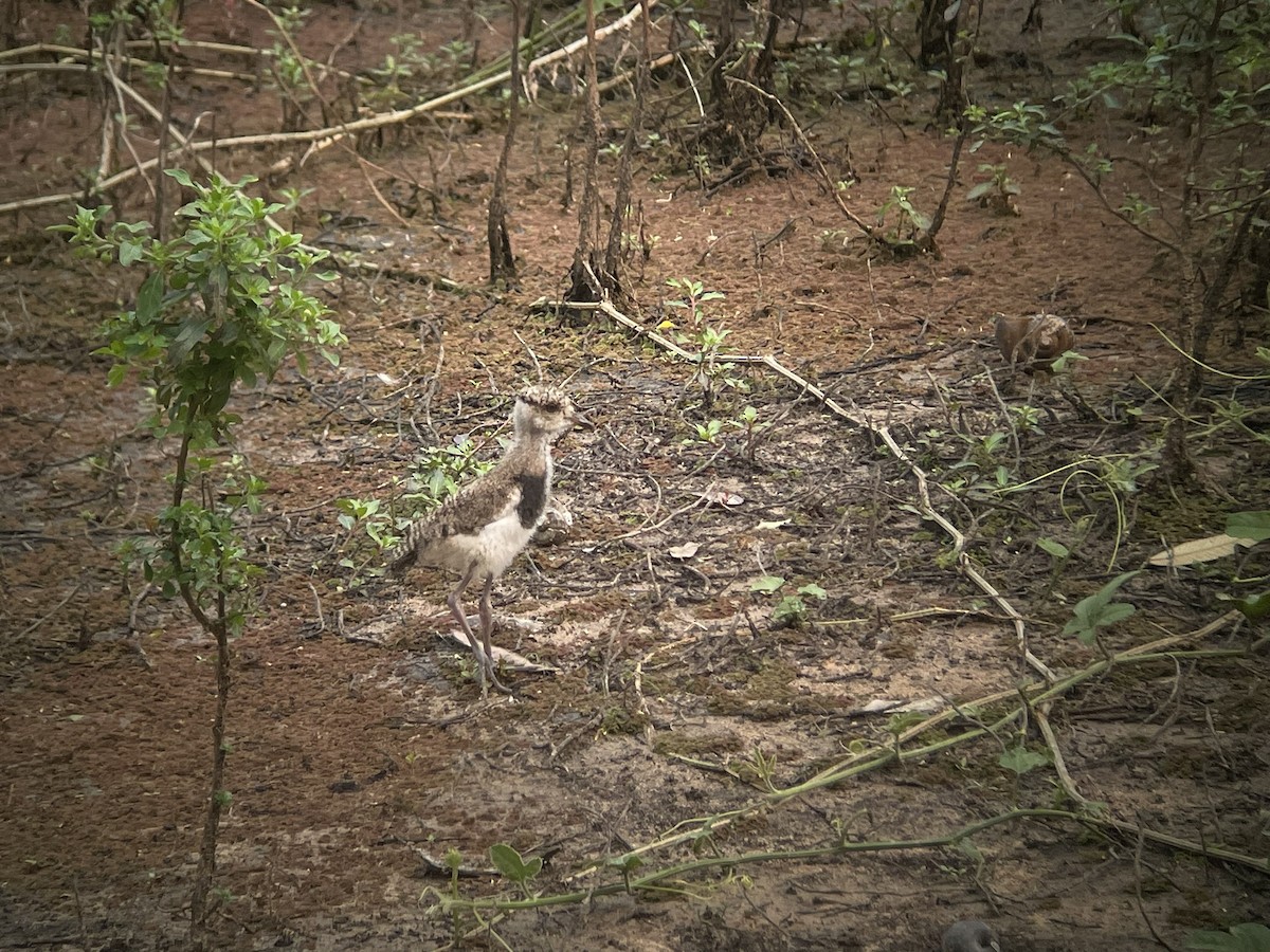 Southern Lapwing - ML623329118
