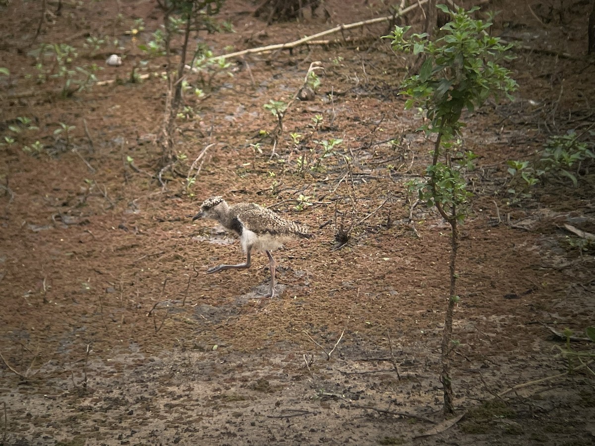 Southern Lapwing - ML623329120