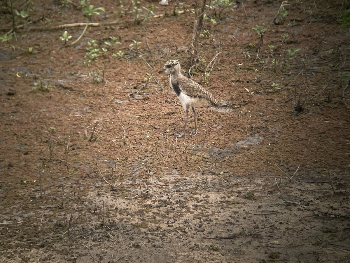 Southern Lapwing - ML623329124