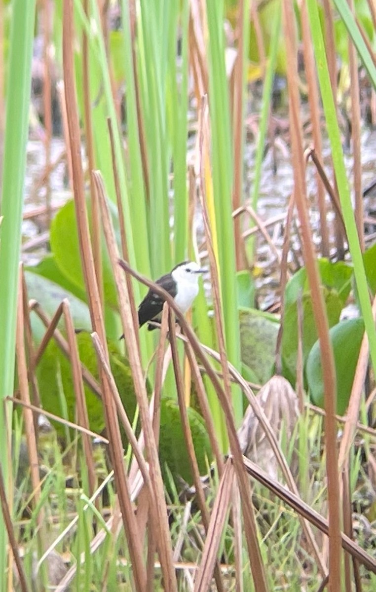 Black-backed Water-Tyrant - ML623329144