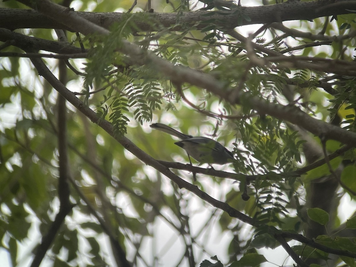 Masked Gnatcatcher - ML623329152