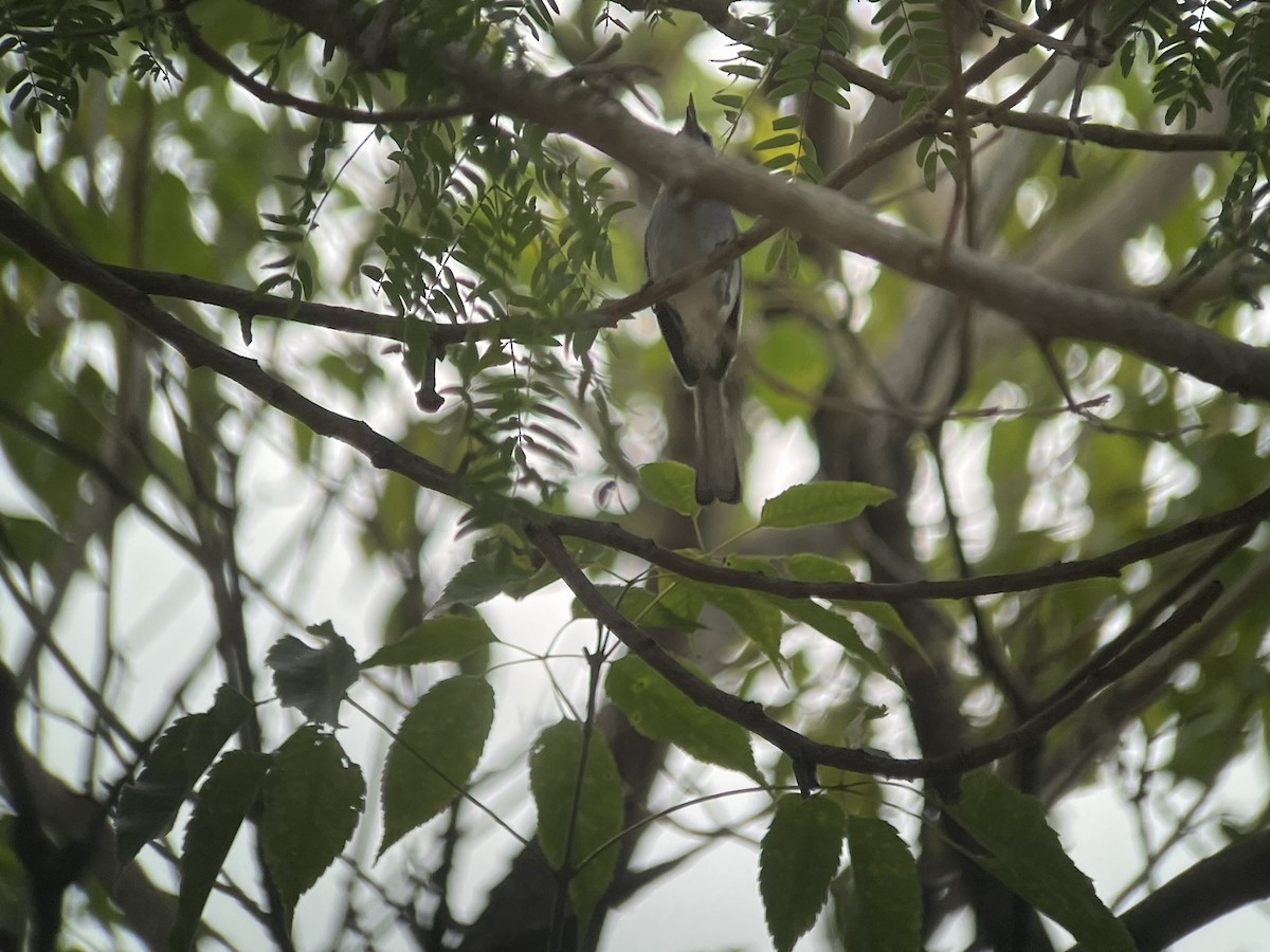 Masked Gnatcatcher - ML623329153