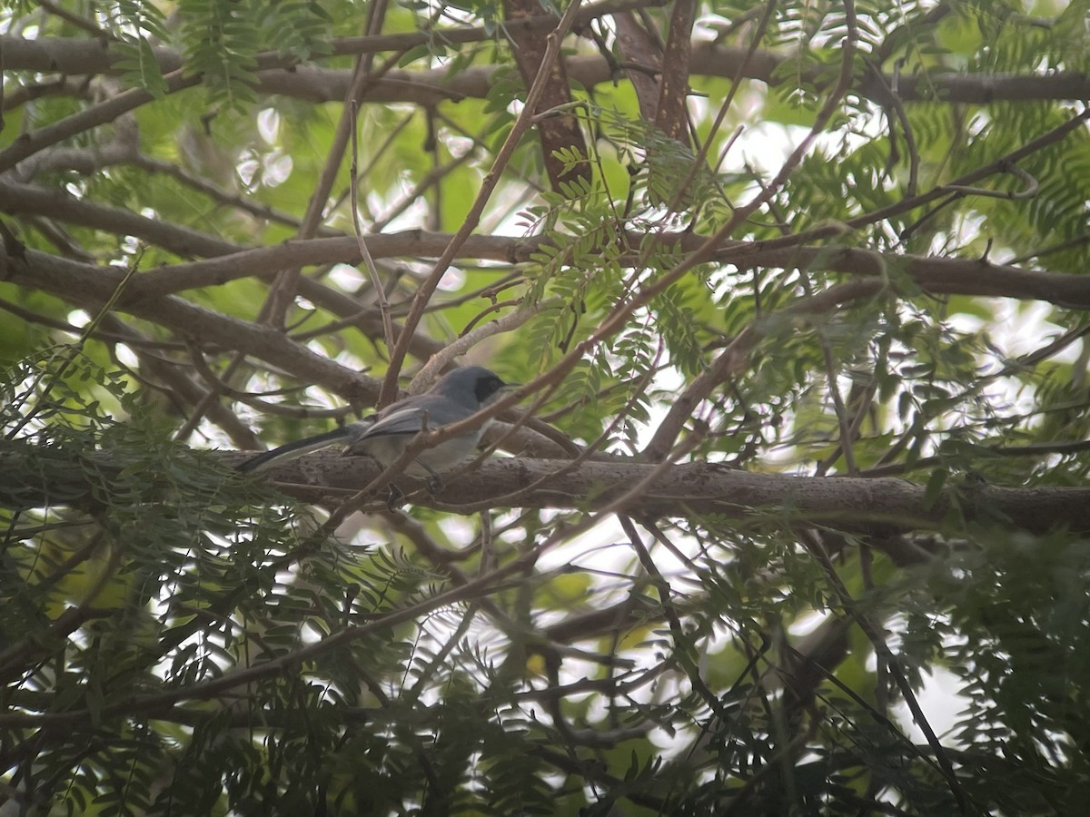Masked Gnatcatcher - ML623329156