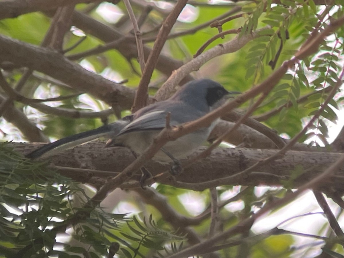 Masked Gnatcatcher - ML623329183
