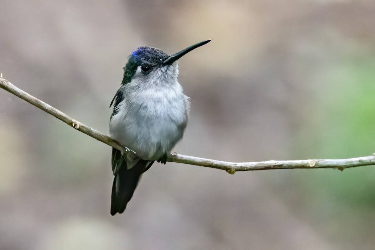 Wedge-tailed Sabrewing - ML623329205