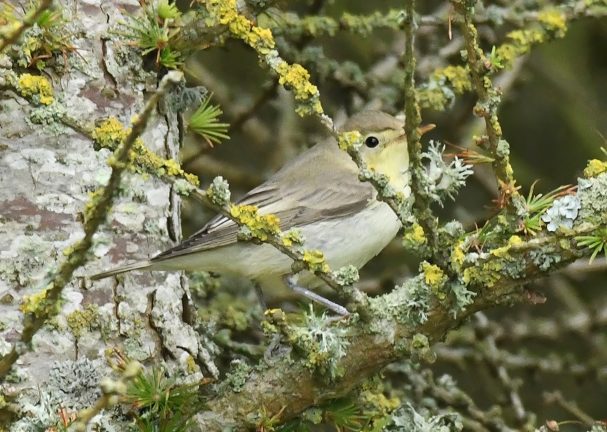 Icterine Warbler - ML623329222