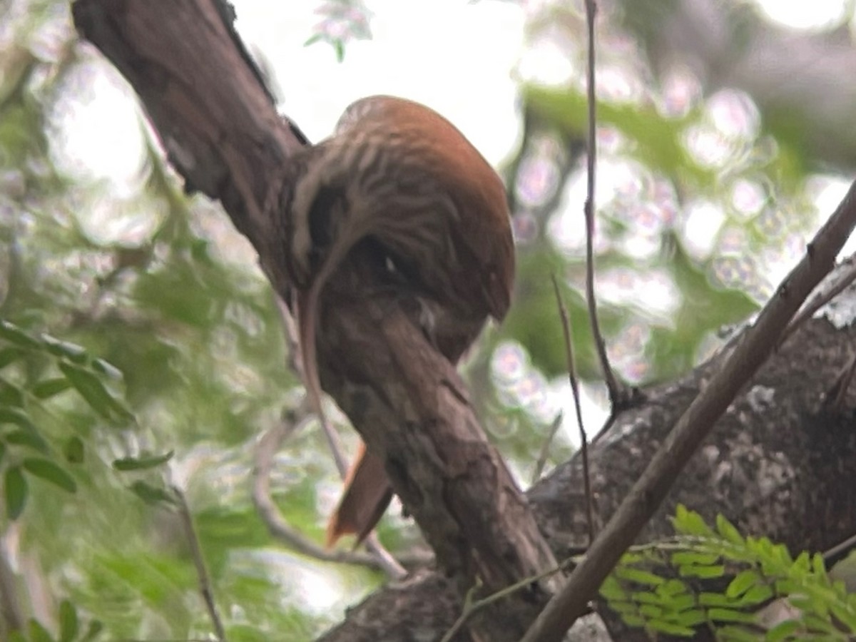 Narrow-billed Woodcreeper - ML623329239