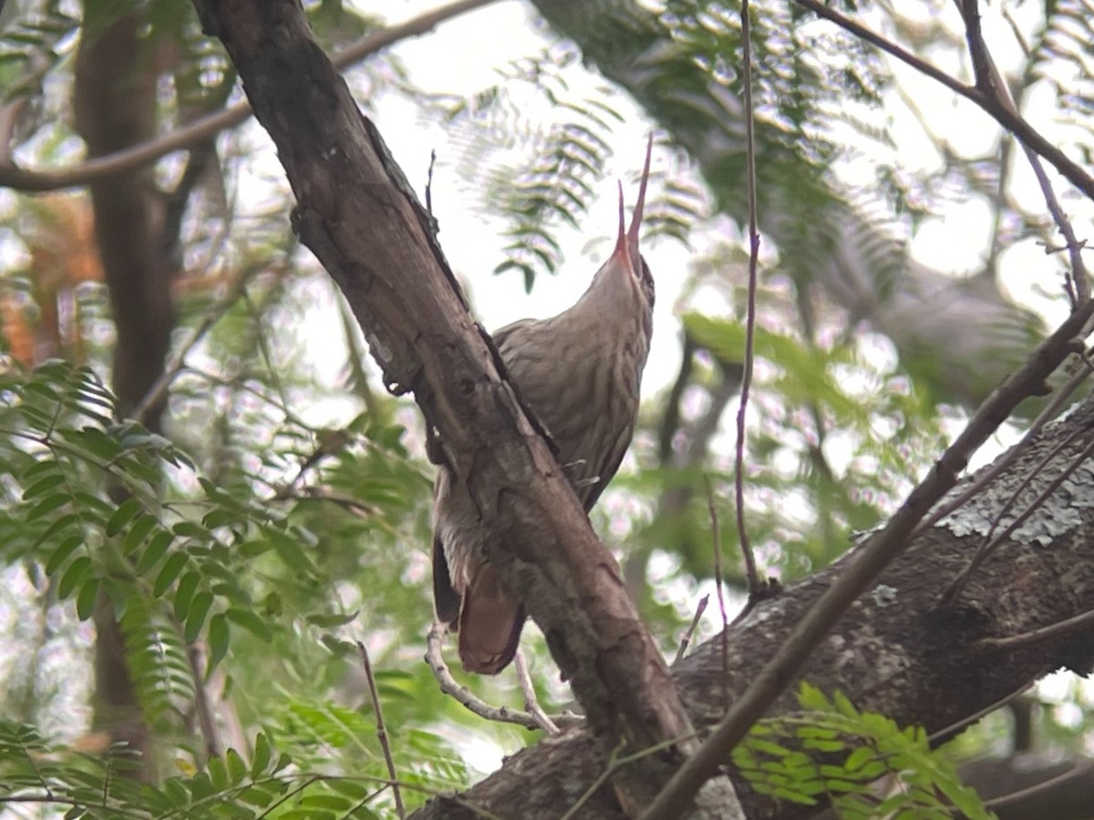 Narrow-billed Woodcreeper - ML623329240