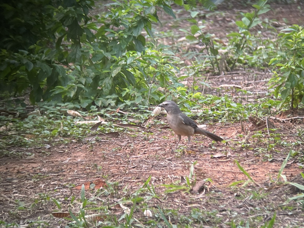 Bluish-gray Saltator - ML623329245