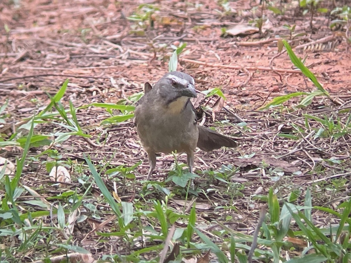 Bluish-gray Saltator - ML623329265