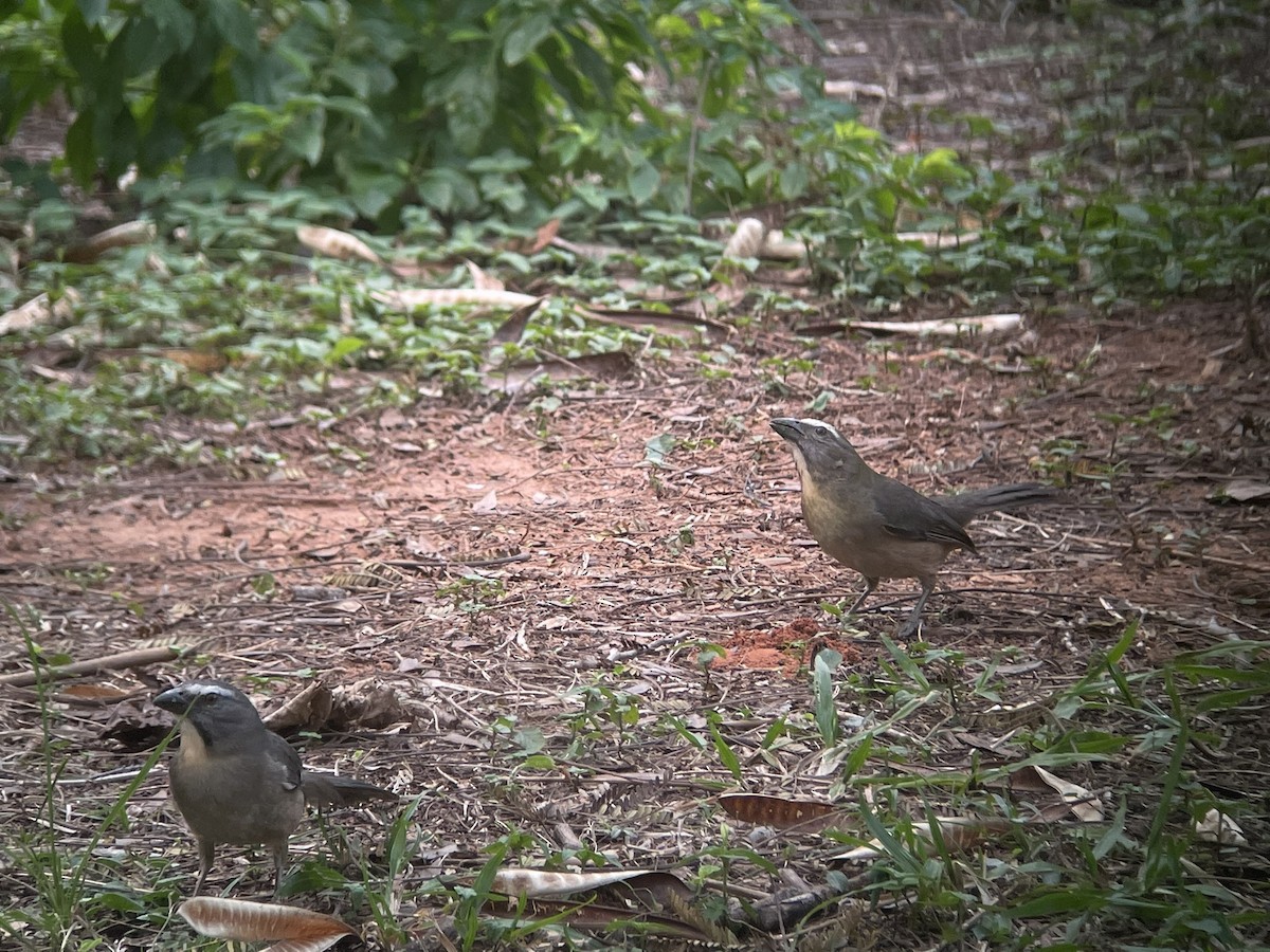 Bluish-gray Saltator - ML623329272