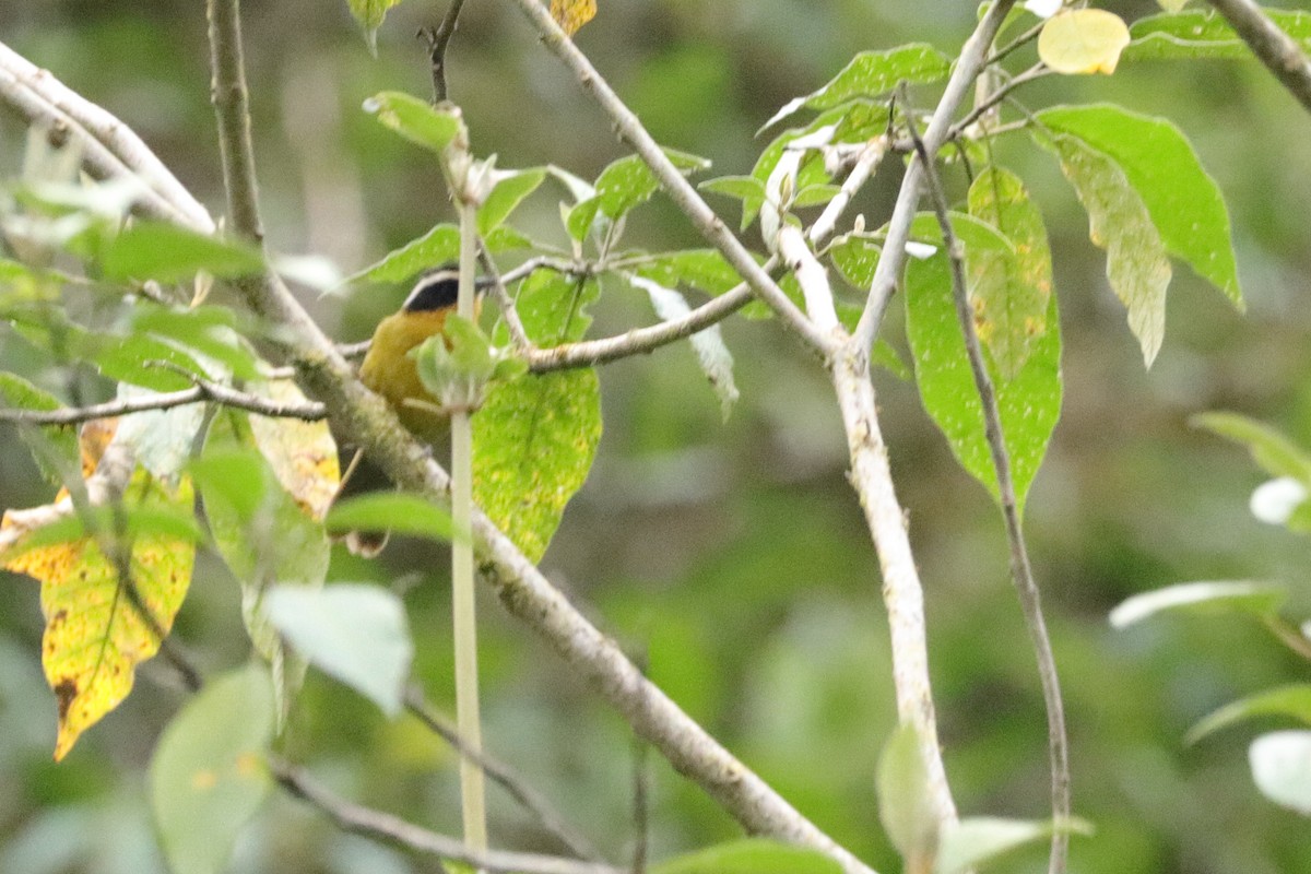 Black-capped Hemispingus - ML623329274