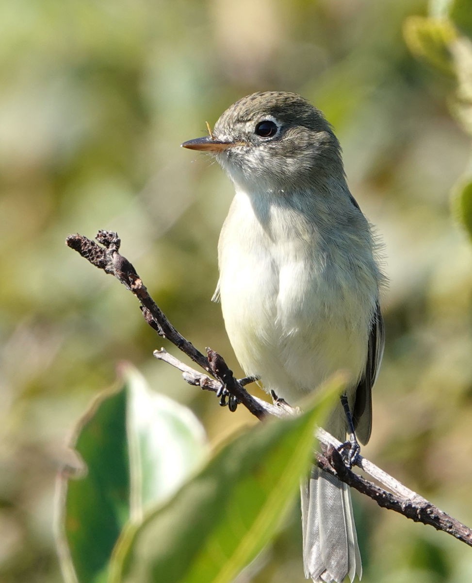 Least Flycatcher - ML623329307