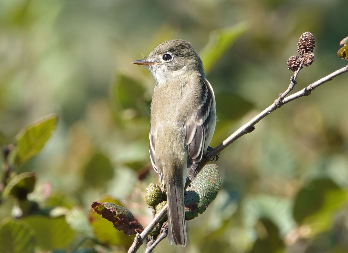 Least Flycatcher - ML623329308