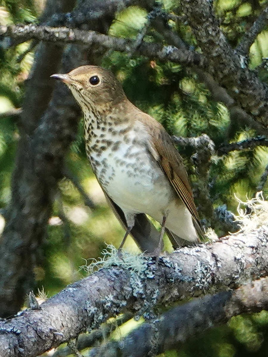 Swainson's Thrush - ML623329321