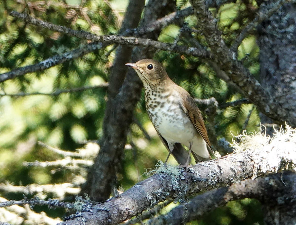 Swainson's Thrush - ML623329322