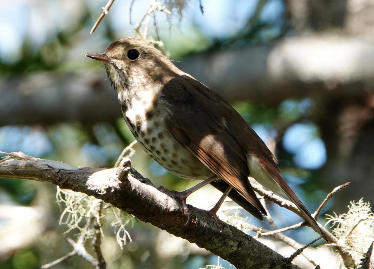 Hermit Thrush - ML623329336