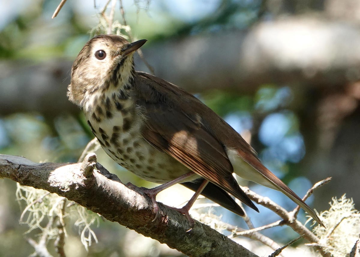 Hermit Thrush - ML623329337