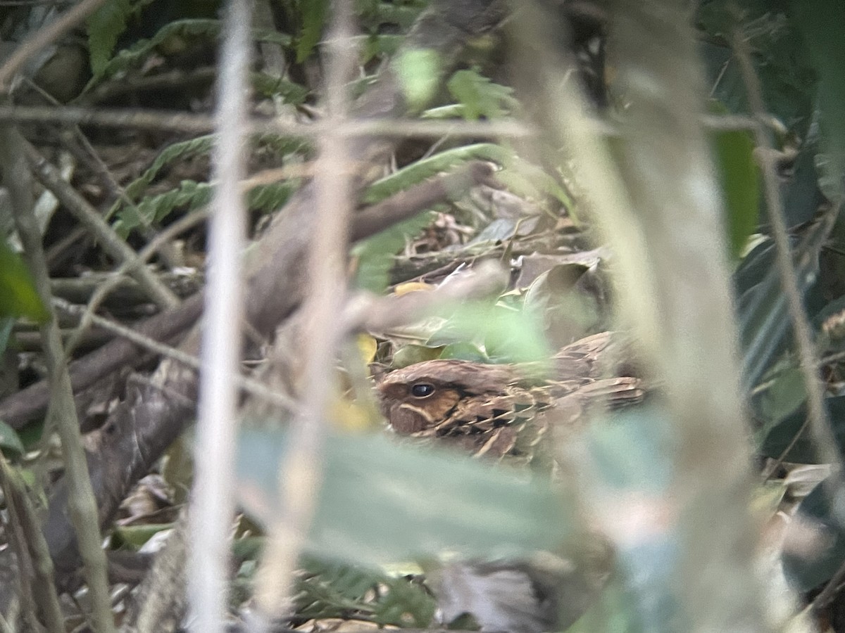 Common Pauraque - ML623329338