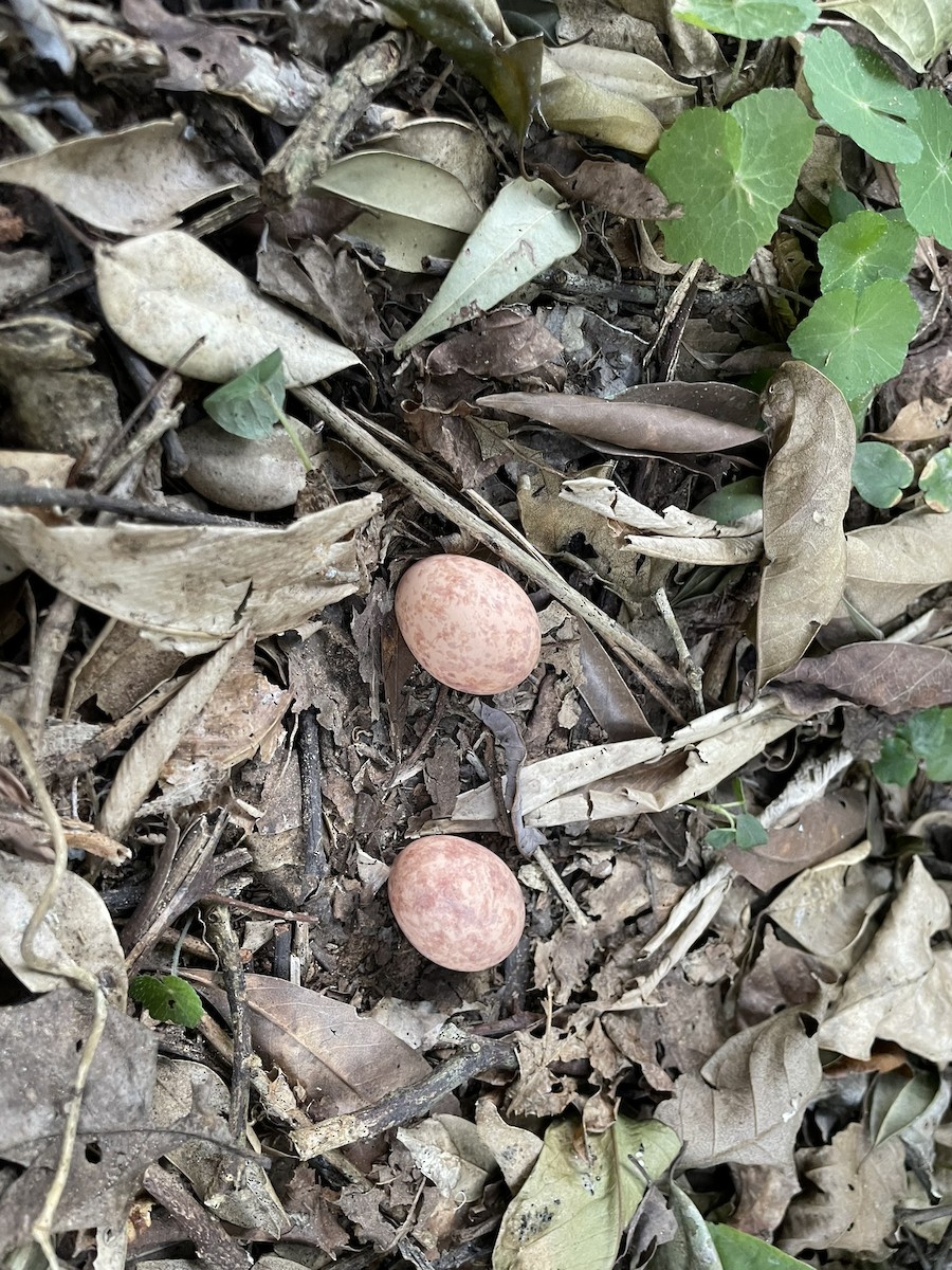 Common Pauraque - Vincent Weber