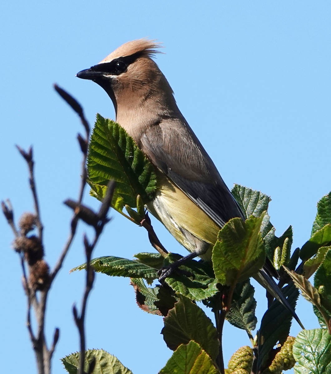 Cedar Waxwing - ML623329350