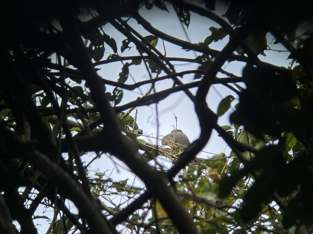 Surucua Trogon - ML623329353