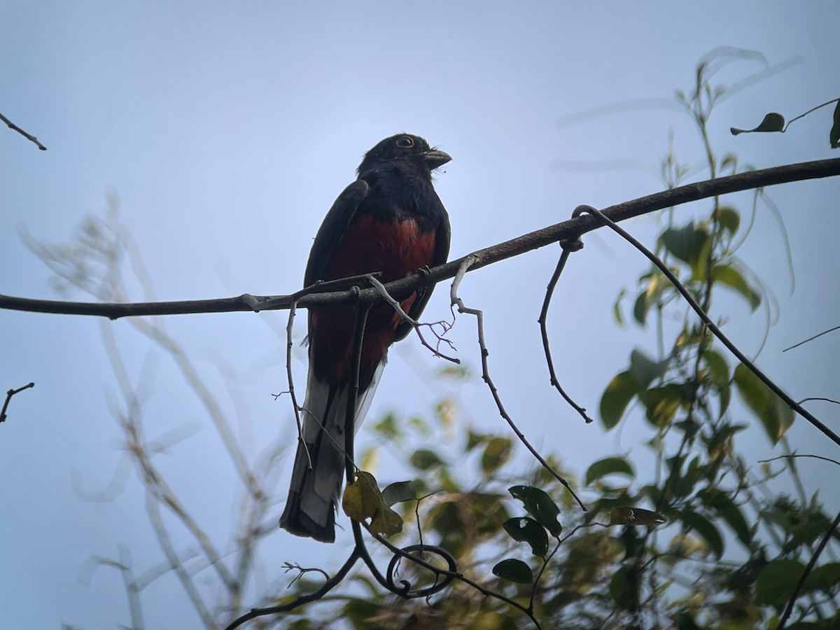 trogon surucua - ML623329356