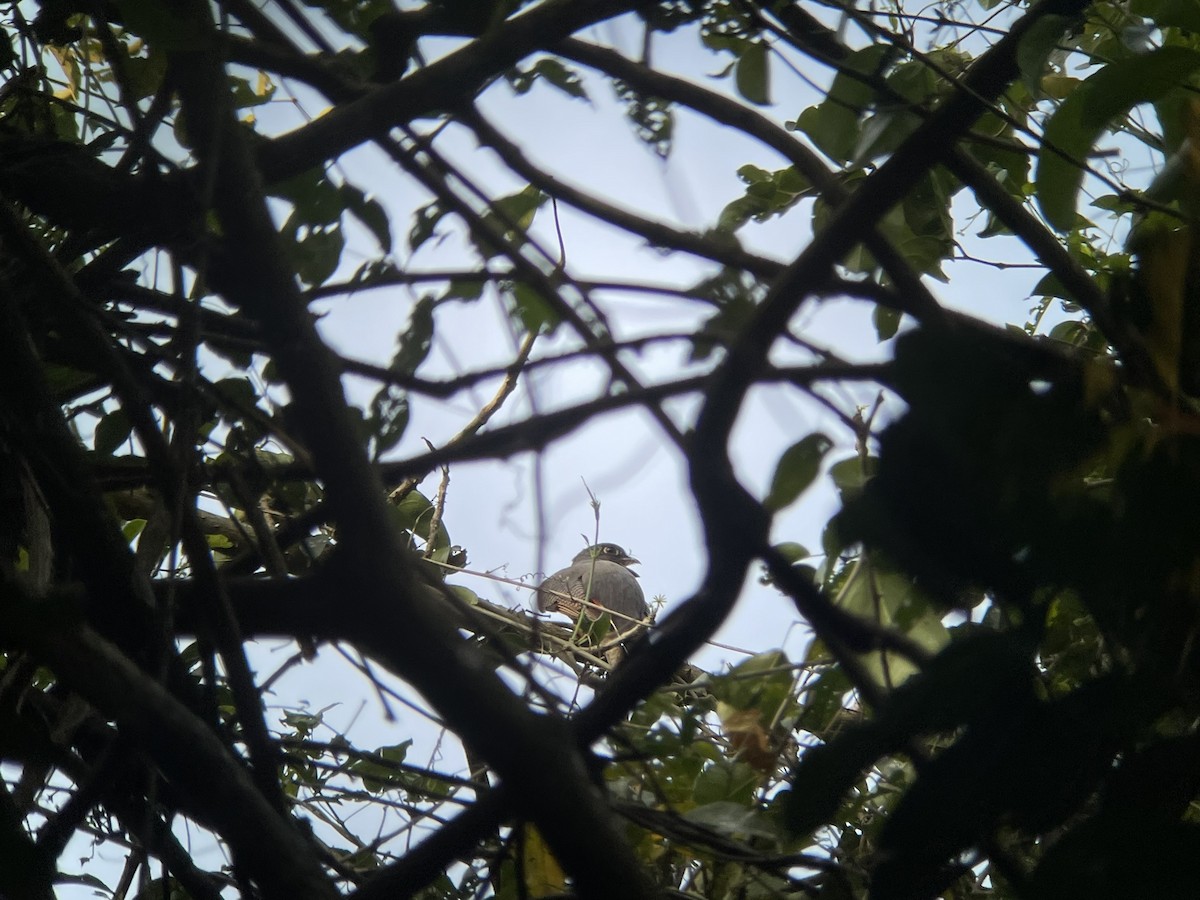 Surucua Trogon - Vincent Weber