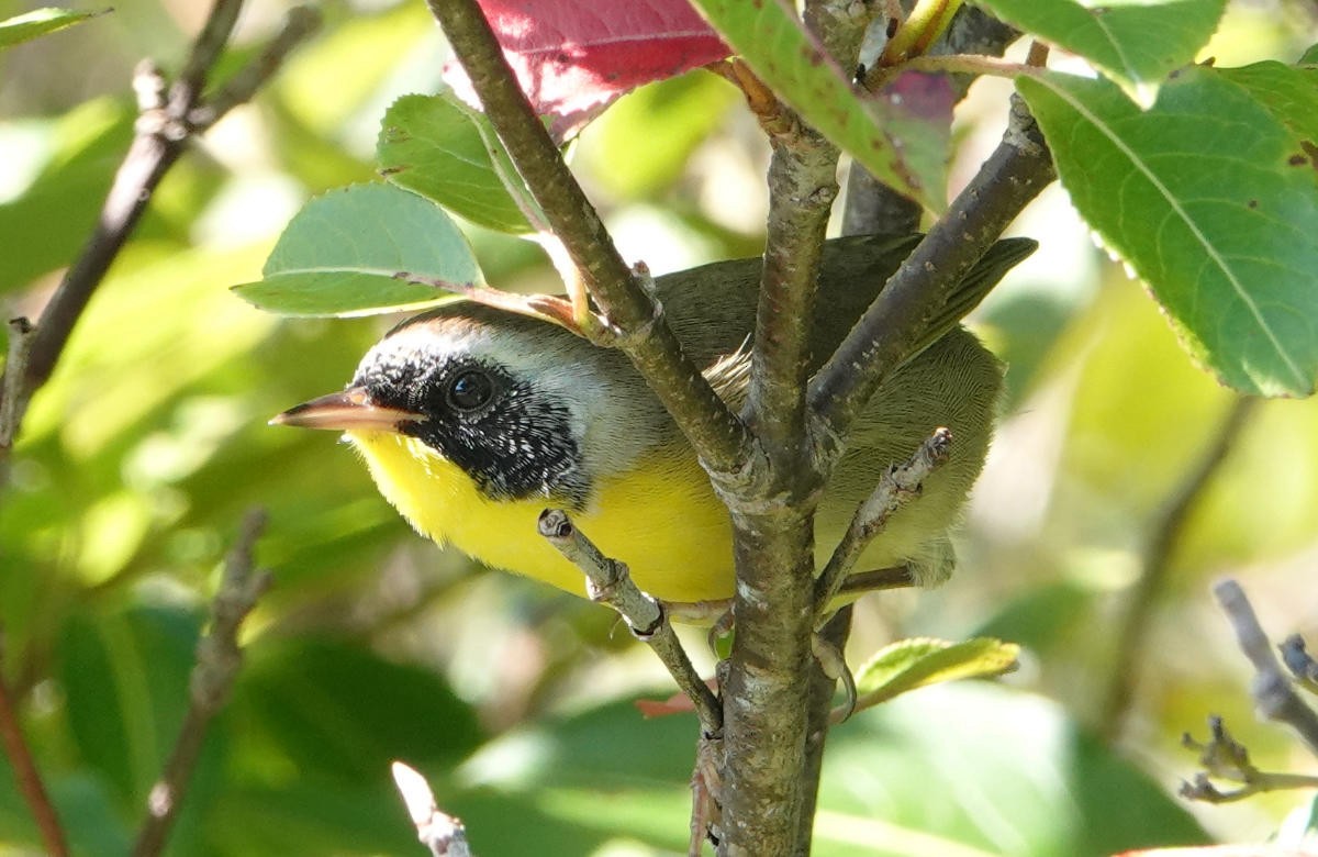 Common Yellowthroat - ML623329371