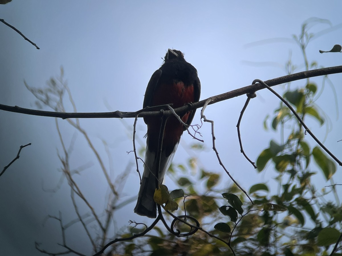 Surucua Trogon - ML623329382