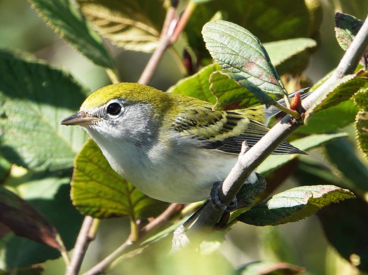 Chestnut-sided Warbler - ML623329390