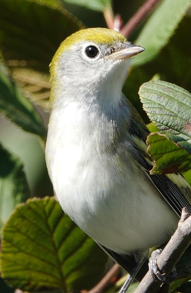 Chestnut-sided Warbler - ML623329391