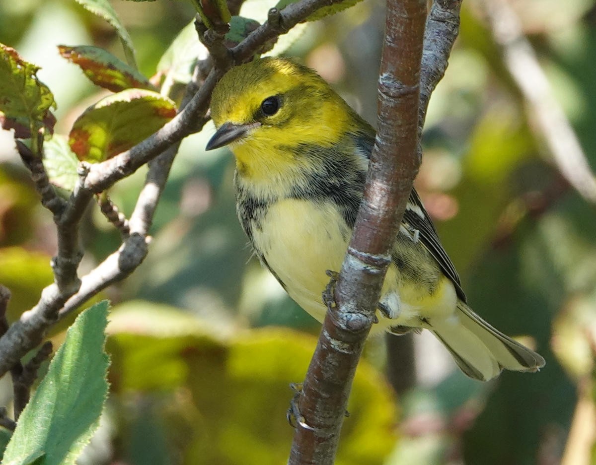 Black-throated Green Warbler - ML623329430