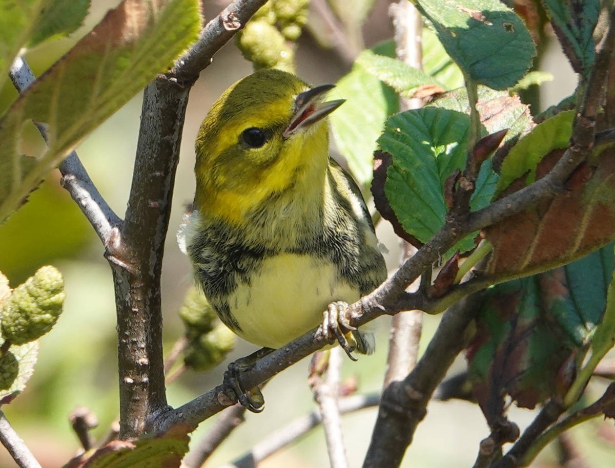 Black-throated Green Warbler - ML623329431