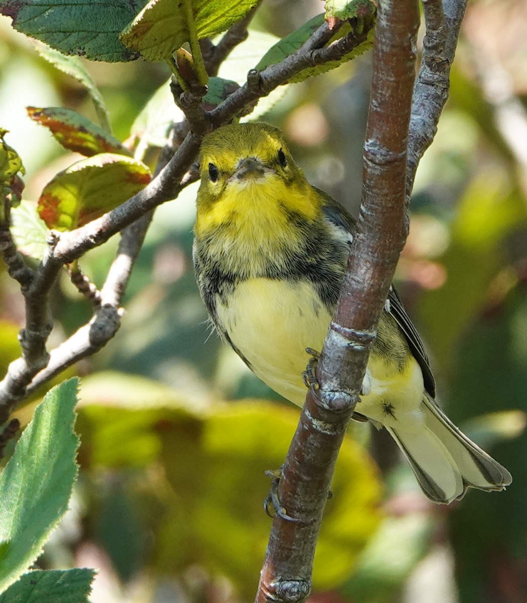 Black-throated Green Warbler - ML623329432