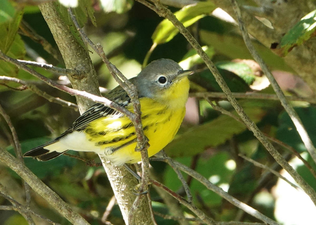 Magnolia Warbler - ML623329445