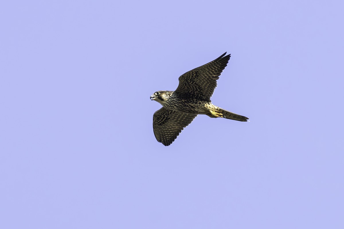 Peregrine Falcon - ML623329451