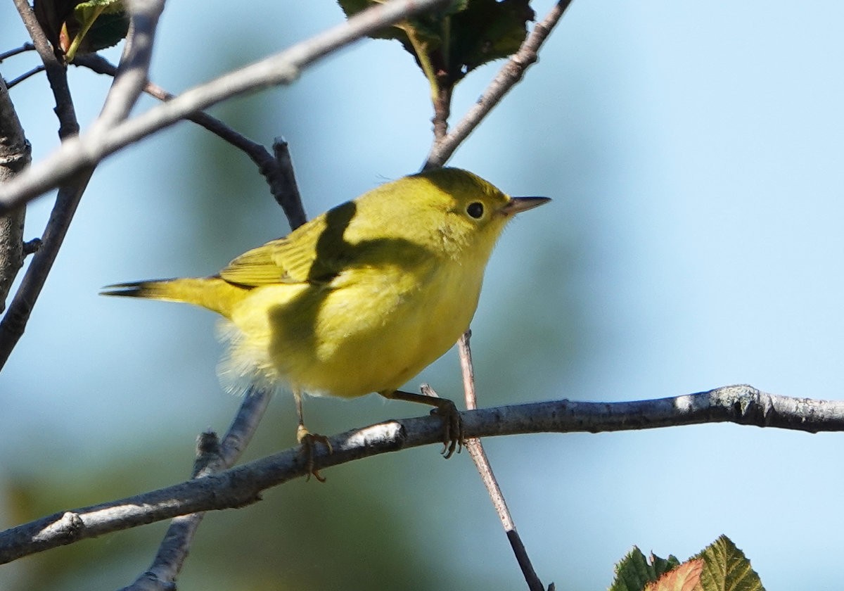 Yellow Warbler (Northern) - ML623329455