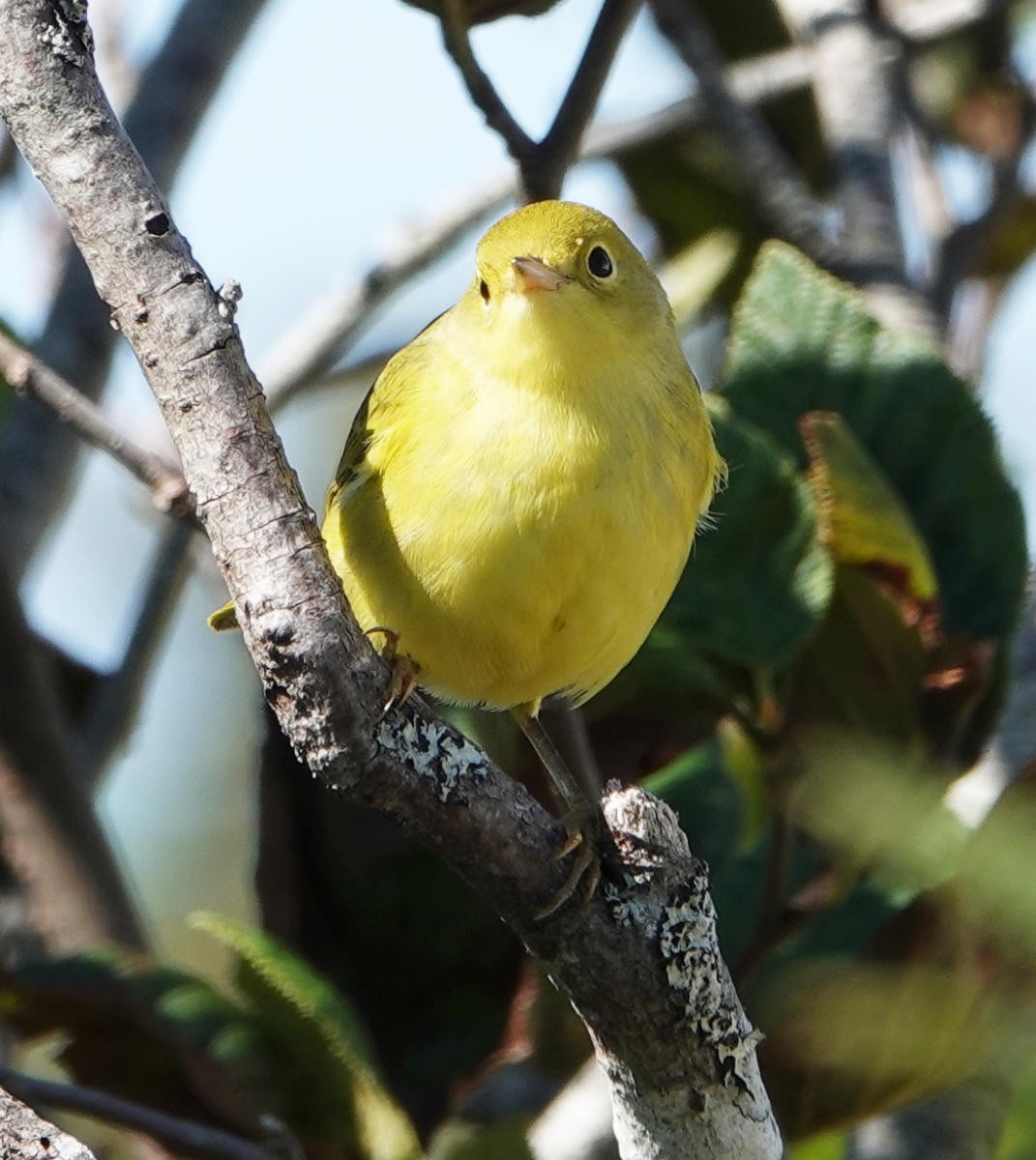 Yellow Warbler (Northern) - ML623329456