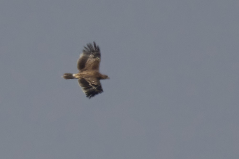 Imperial Eagle - ML623329502