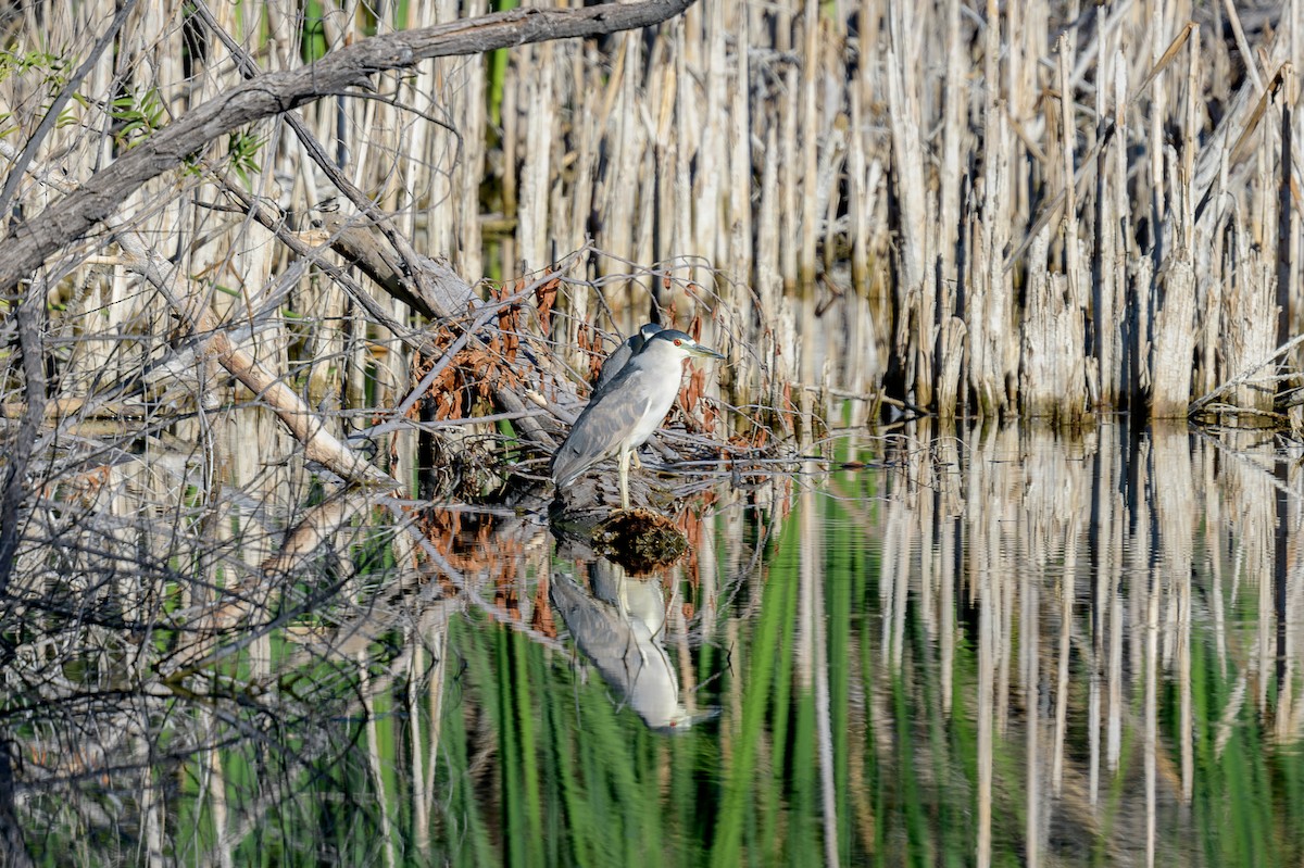 Black-crowned Night Heron - ML623329544