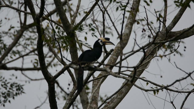 Oriental Pied-Hornbill - ML623329574